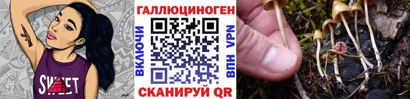 Псилоцибиновые грибы Psilocybine cubensis Лыткарино